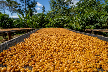Honey processed coffee cherries drying on raised beds