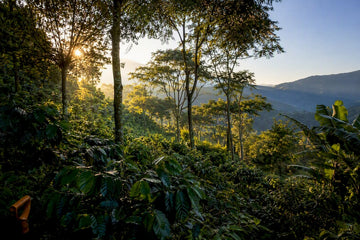 Shade-grown coffee beneath layered forest canopy