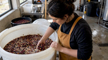 Coffee cherries fermenting in a processing vessel